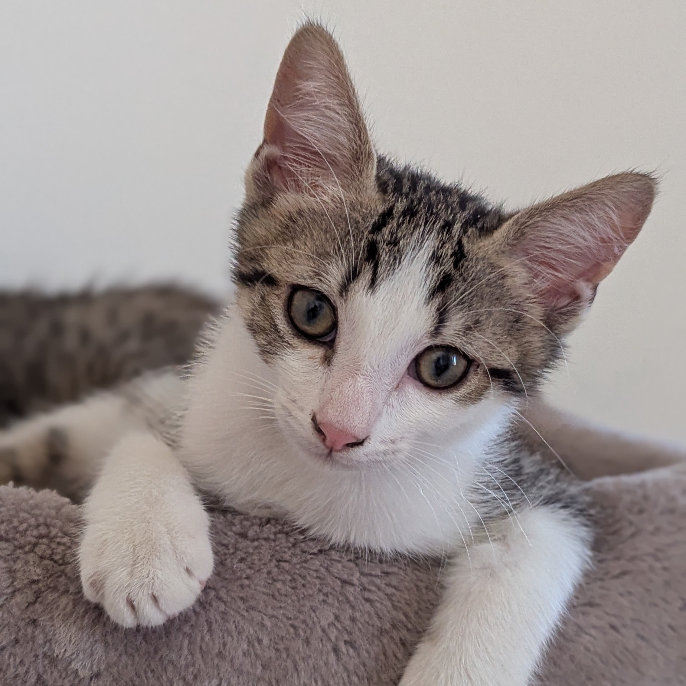 BEBECAILLE – chaton