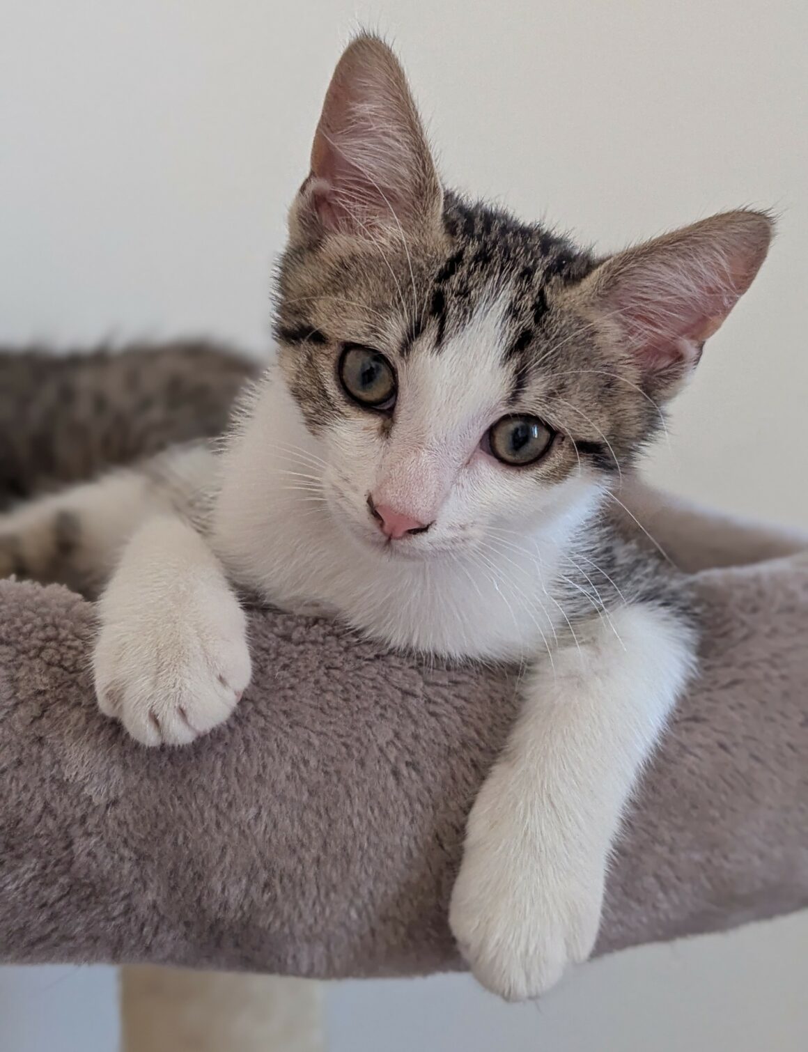 BEBECAILLE – chaton