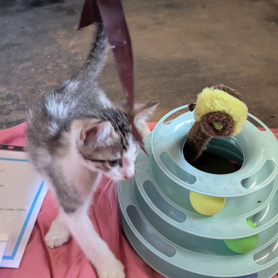 BEBECAILLE – chaton