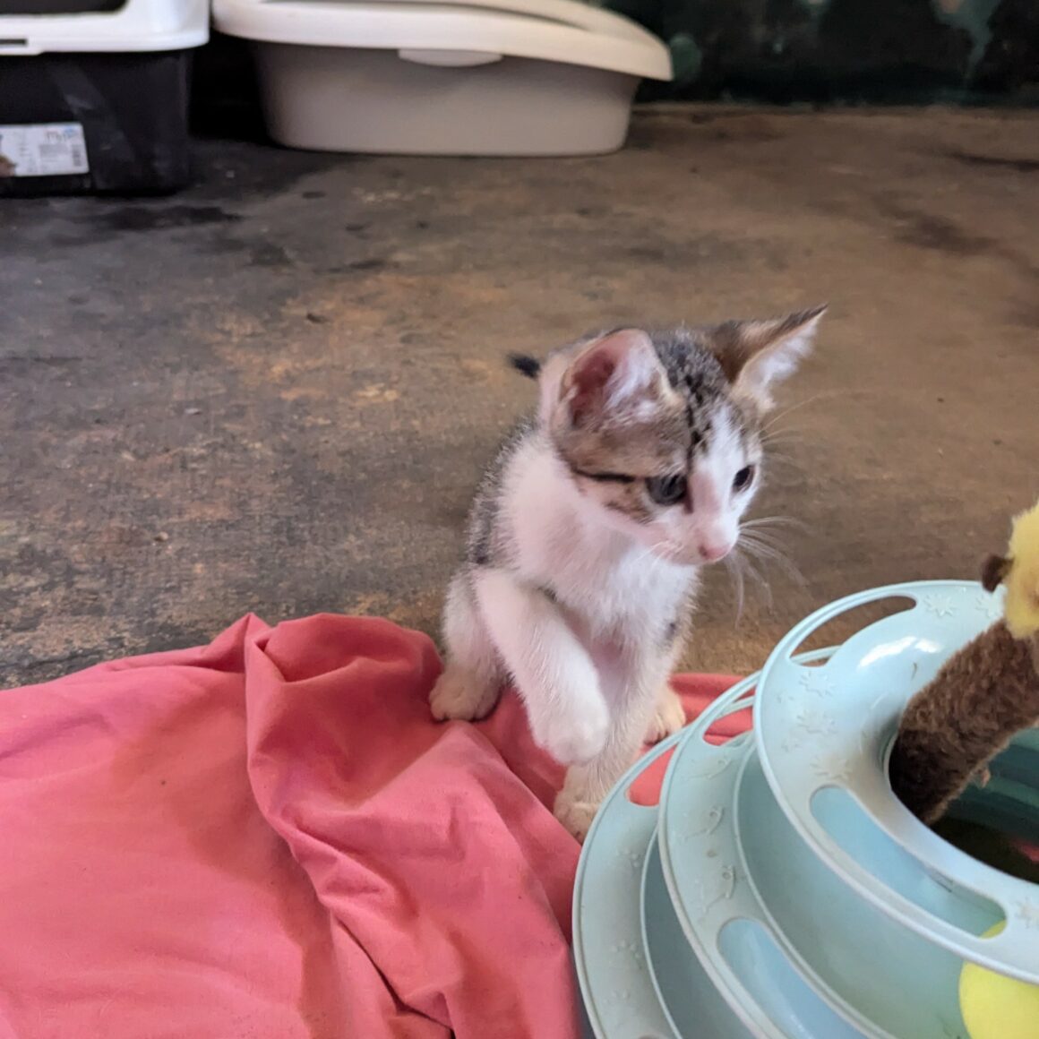 BEBECAILLE – chaton