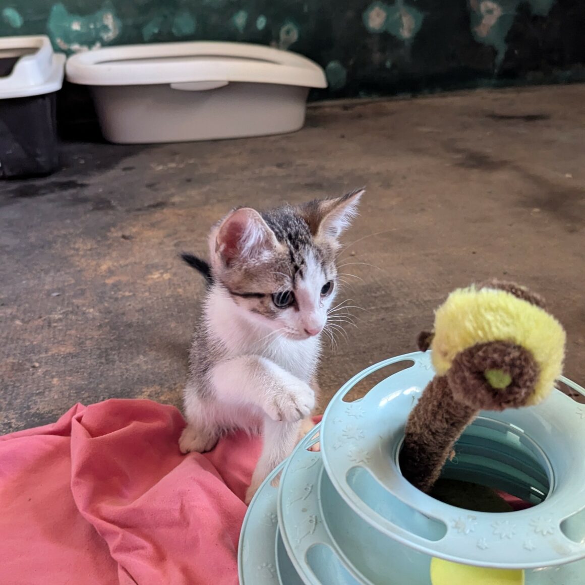 BEBECAILLE – chaton