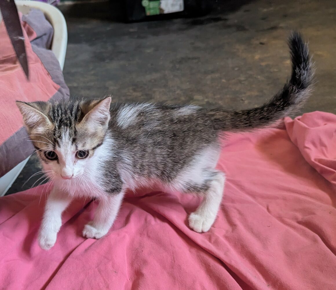 BEBECAILLE – chaton
