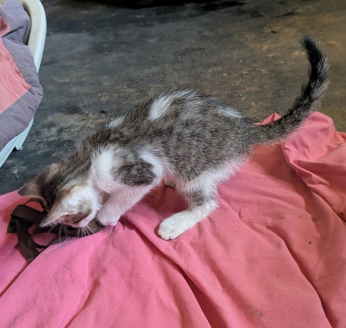 BEBECAILLE – chaton