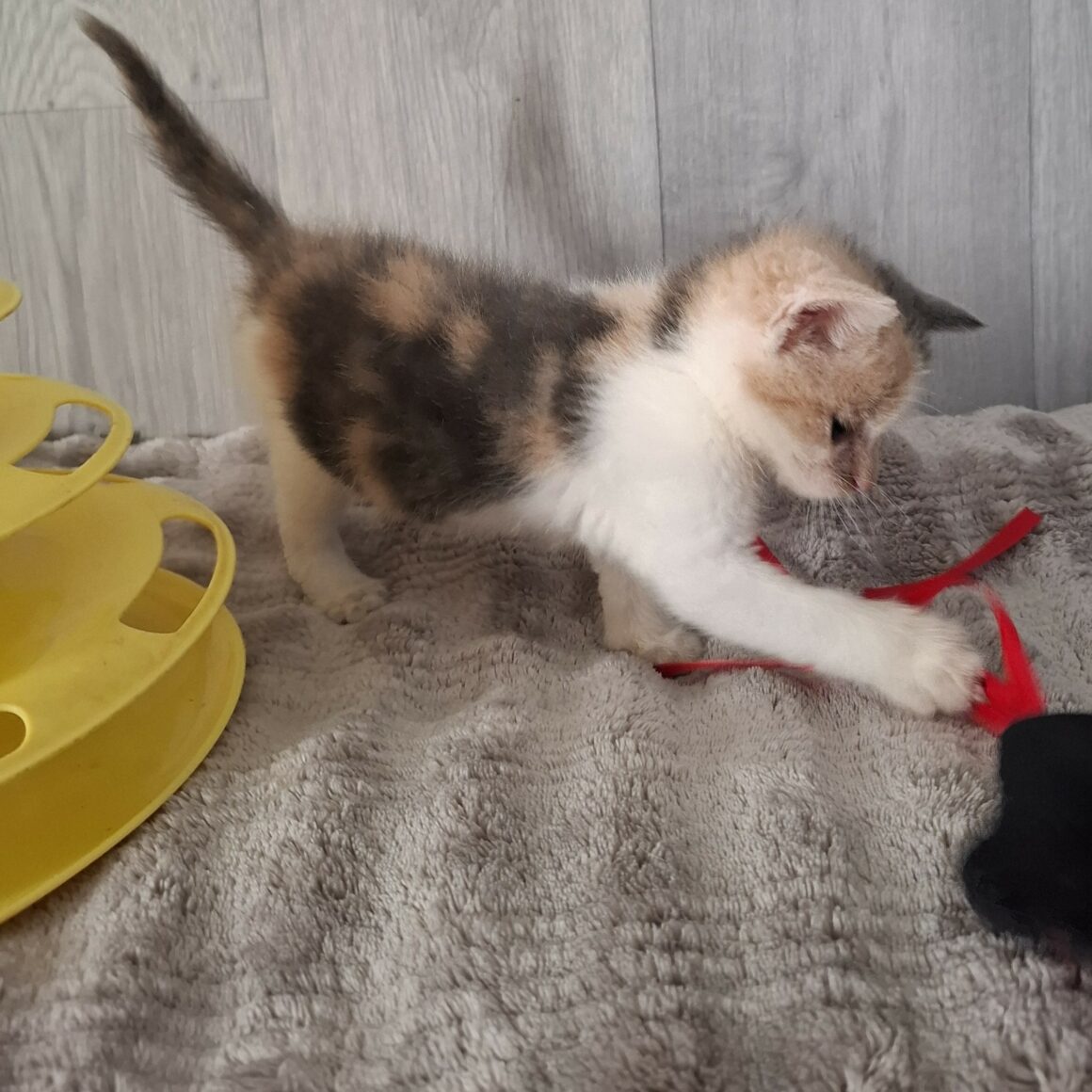 BELLE (1) BELLE – Chaton réservée