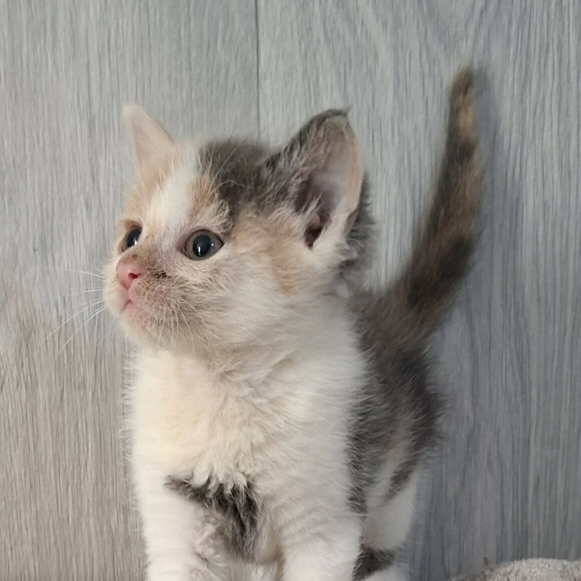 BELLE (2) BELLE – Chaton réservée