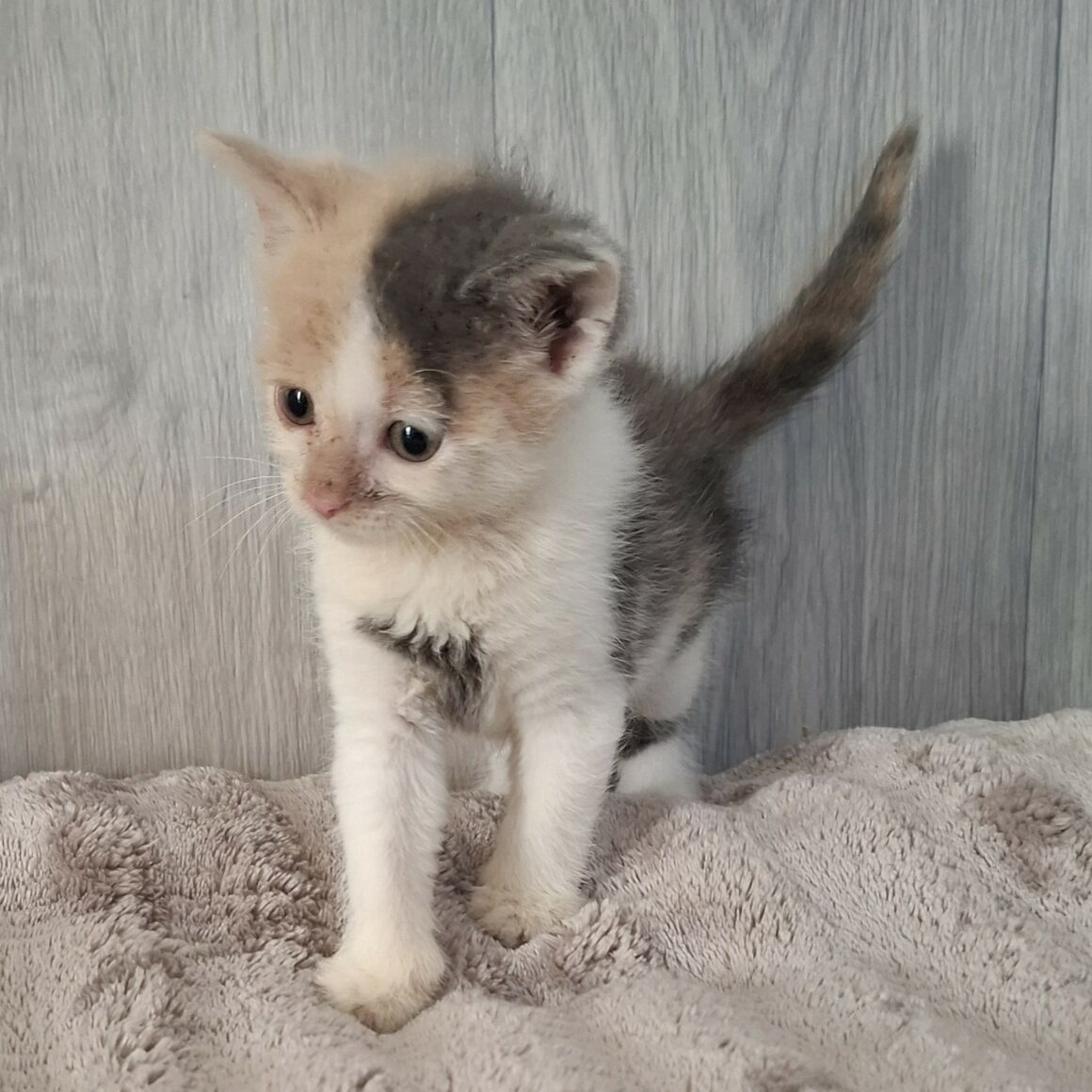 BELLE (3) BELLE – Chaton réservée