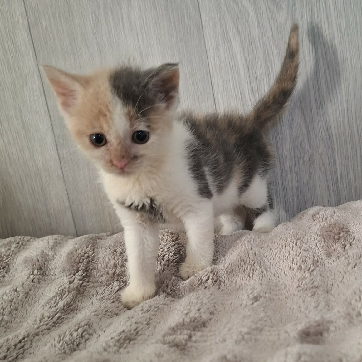 BELLE (4) BELLE – Chaton réservée