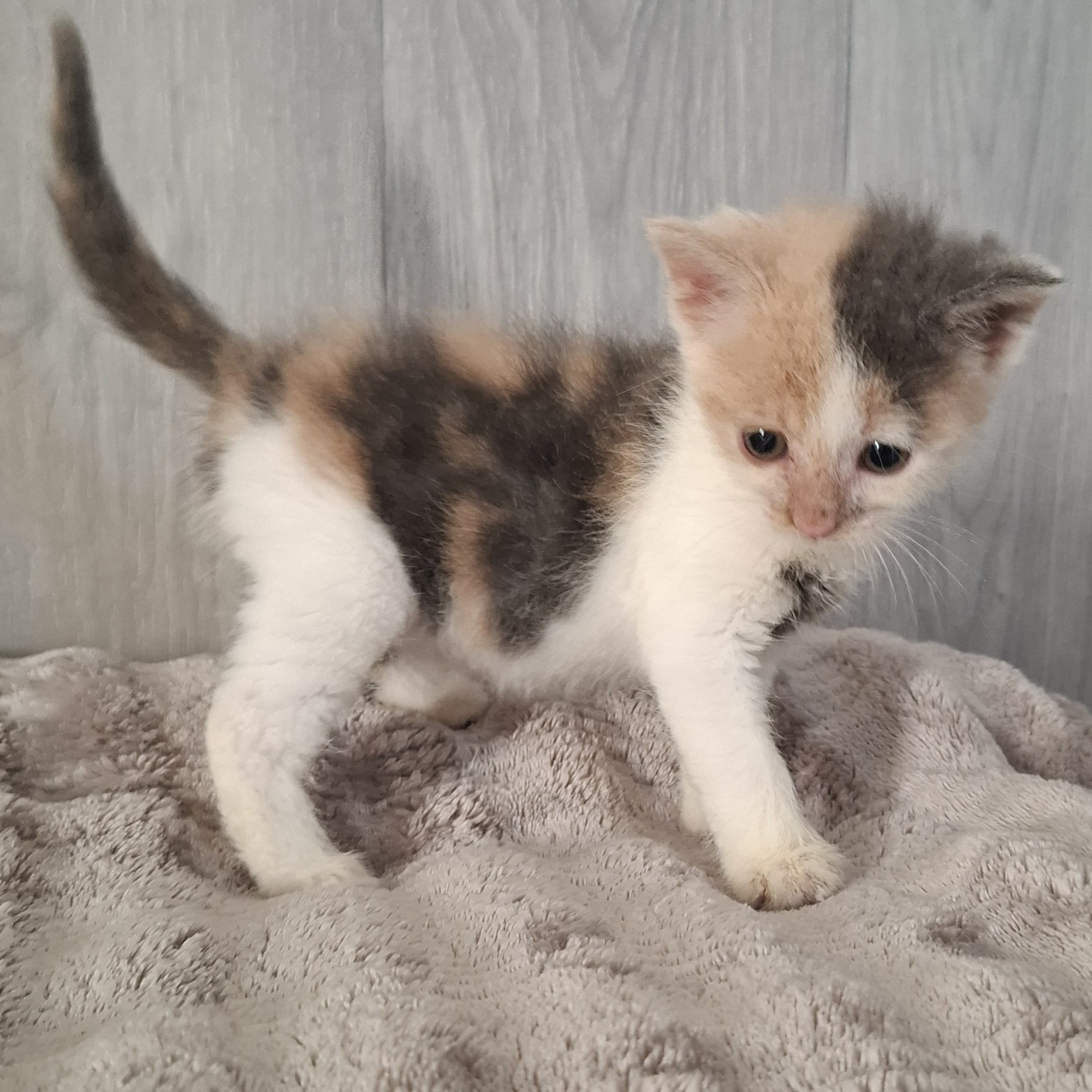 BELLE – Chaton adoptée