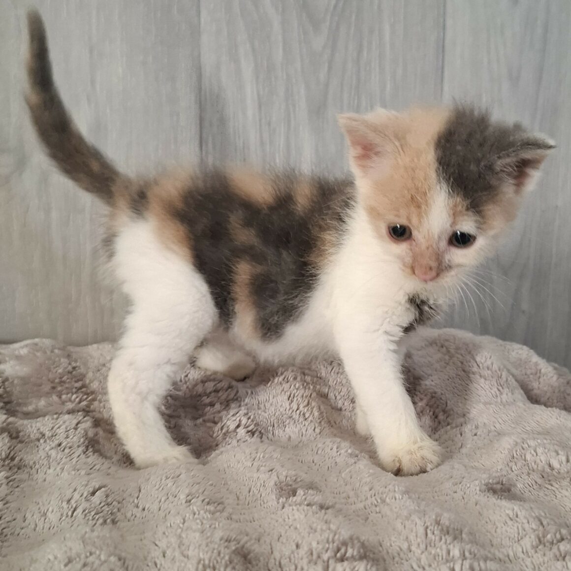 BELLE (5) BELLE – Chaton réservée