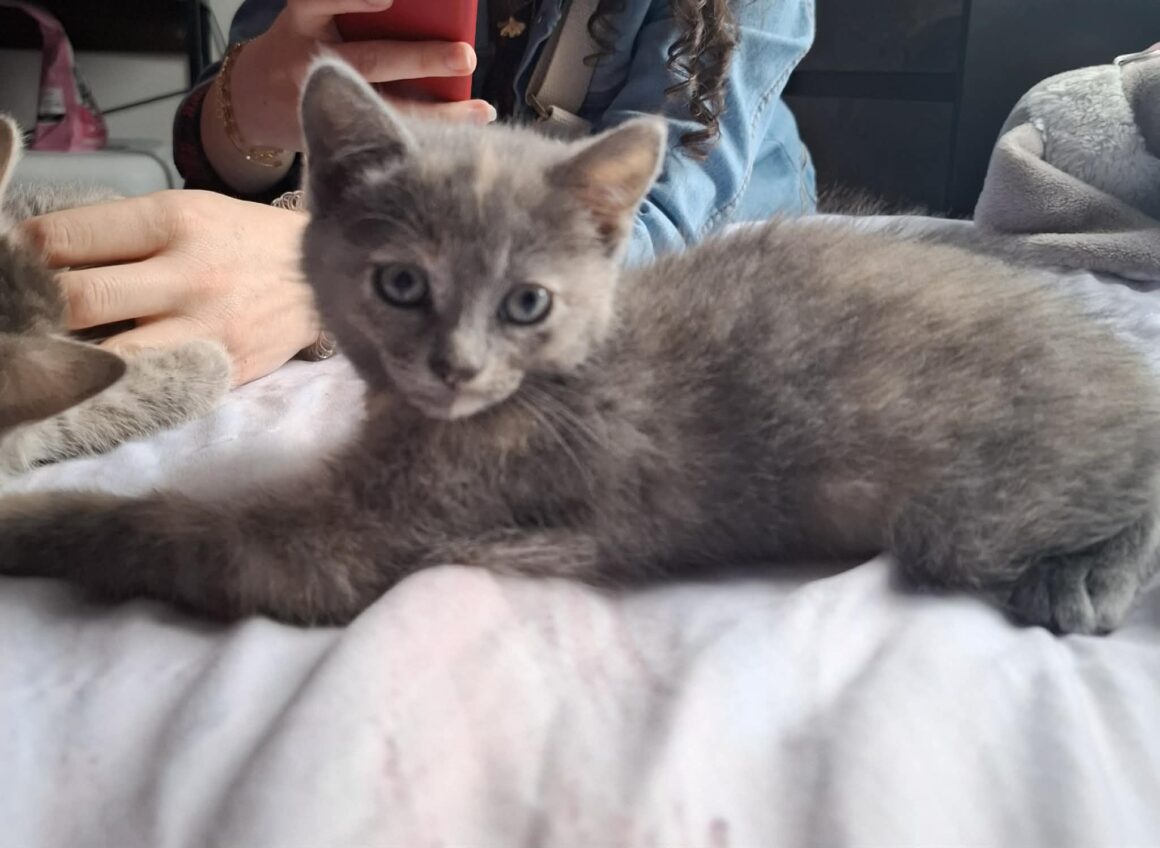 BELYNA chaton réservée