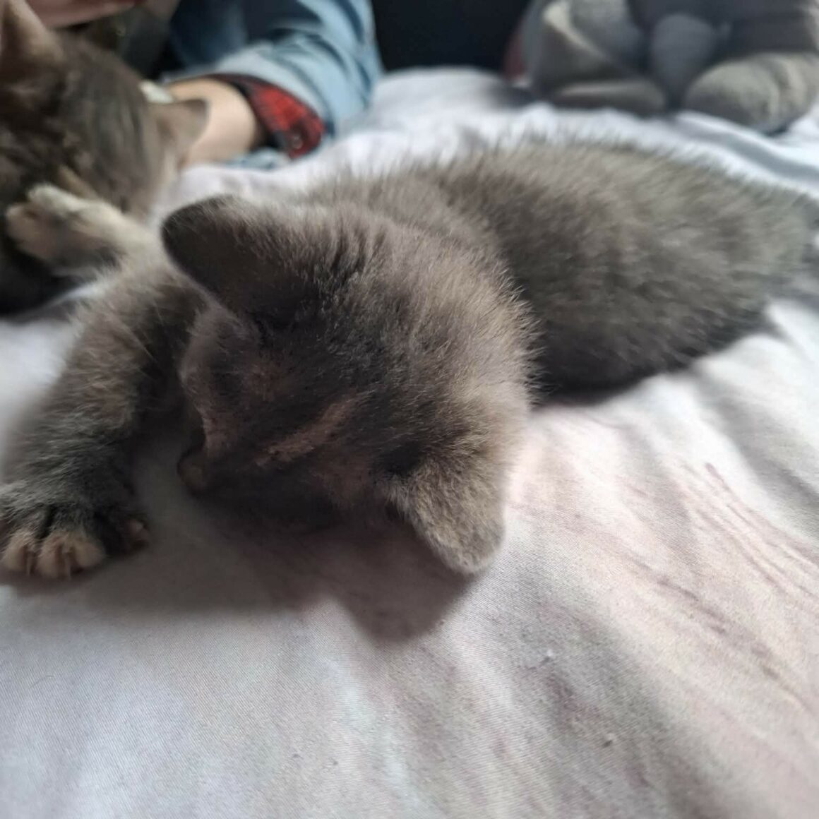 BELYNA chaton réservée