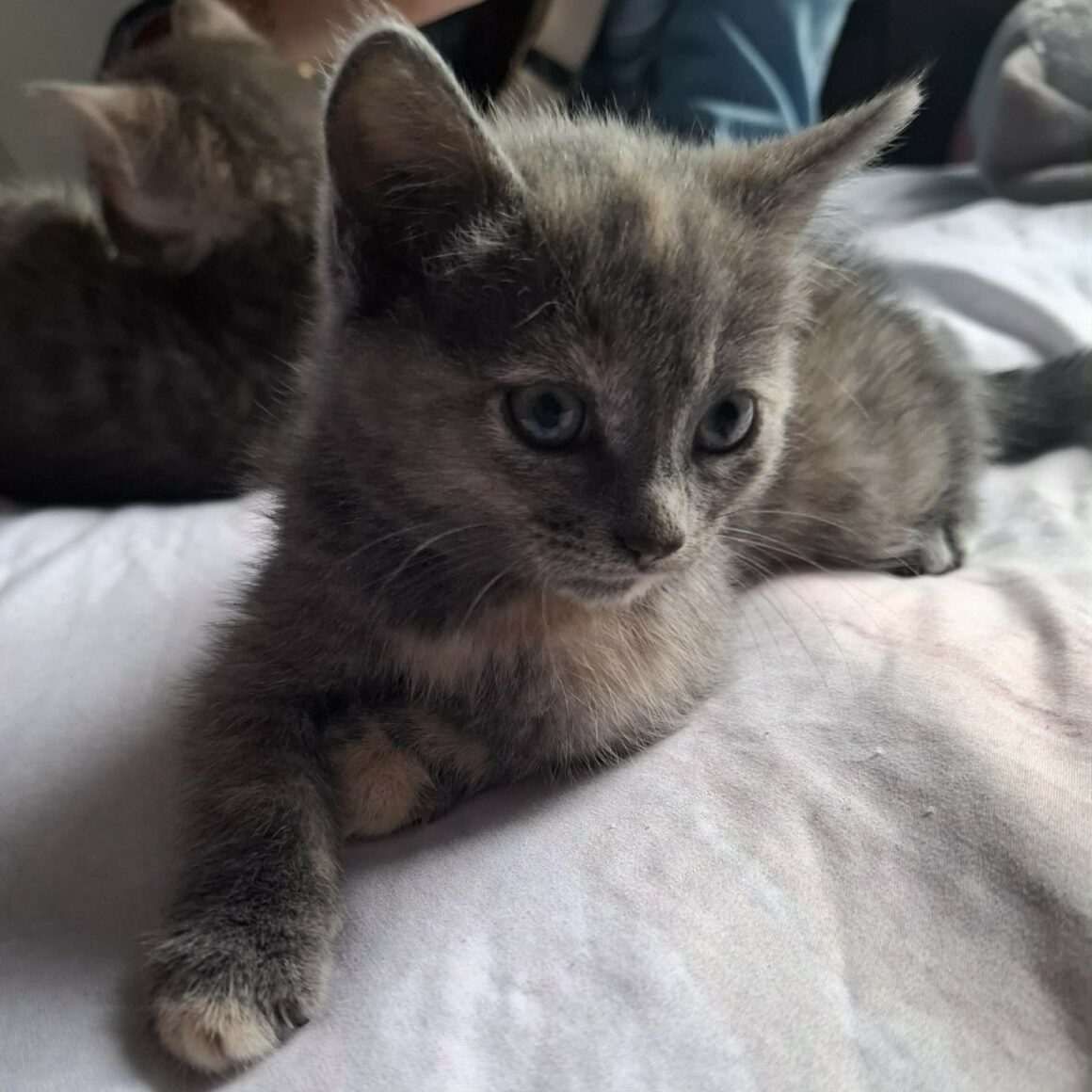 BELYNA chaton réservée
