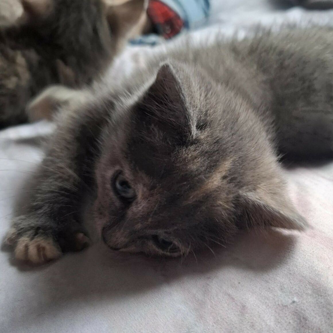 BELYNA chaton réservée