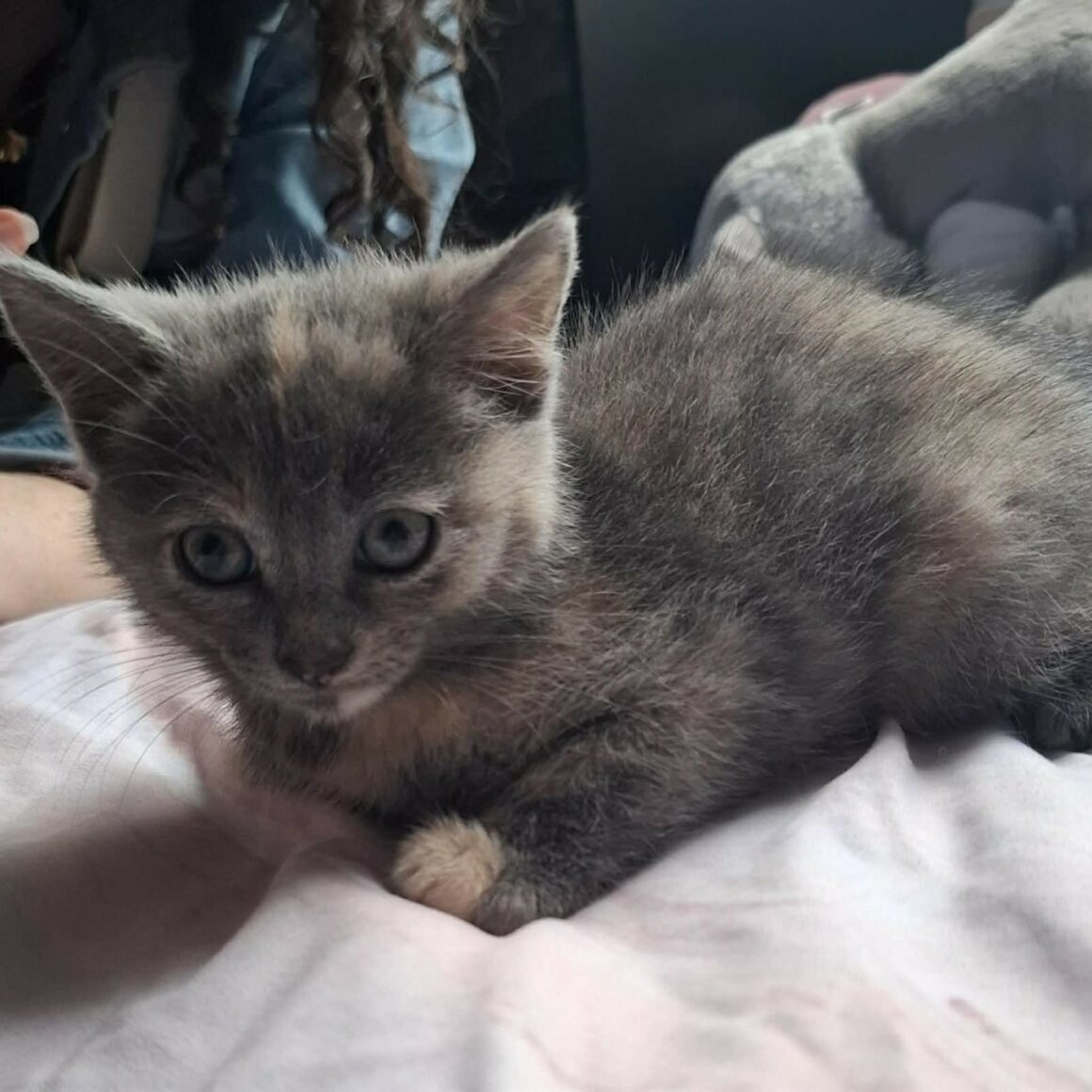 BELYNA chaton réservée
