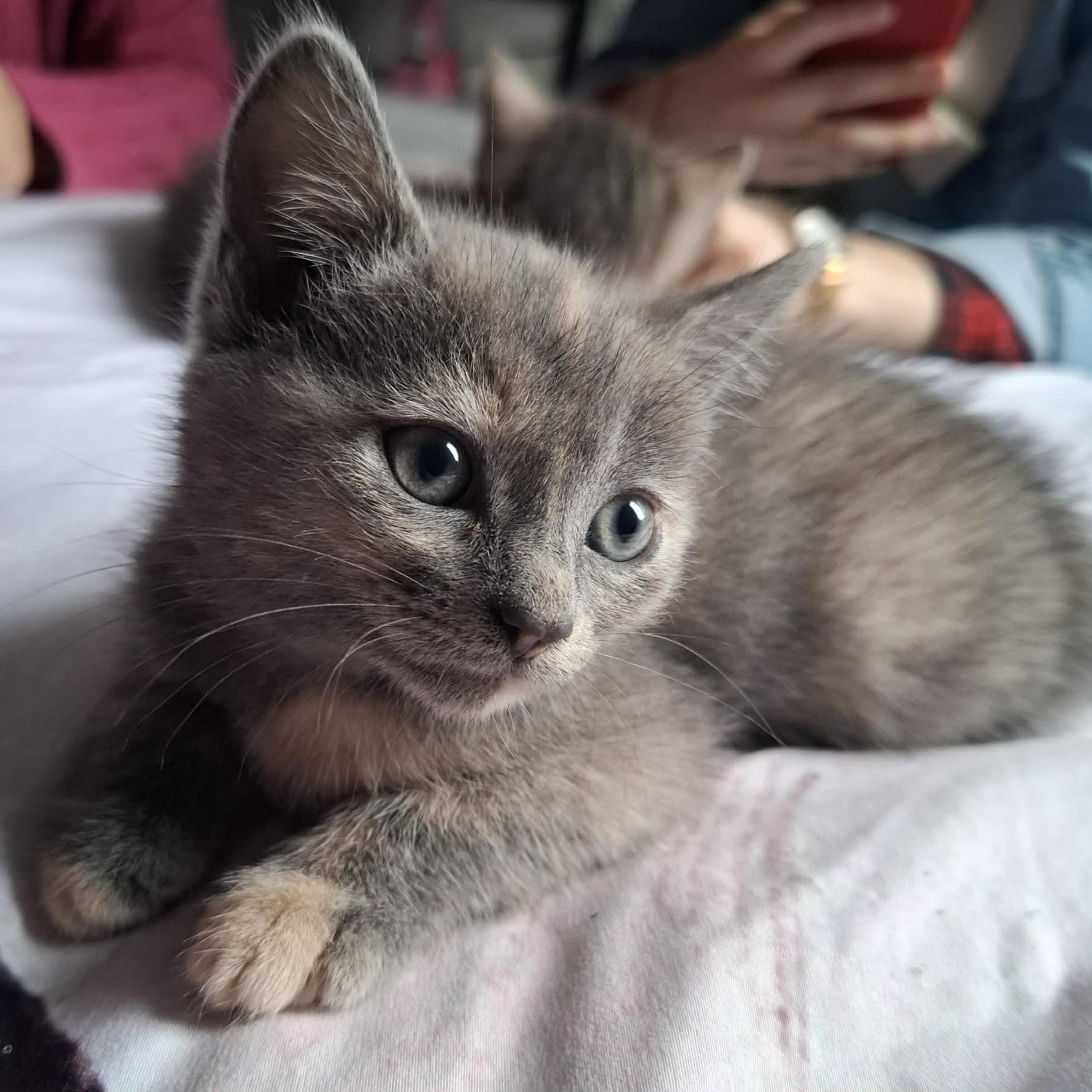 BELYNA chaton réservée