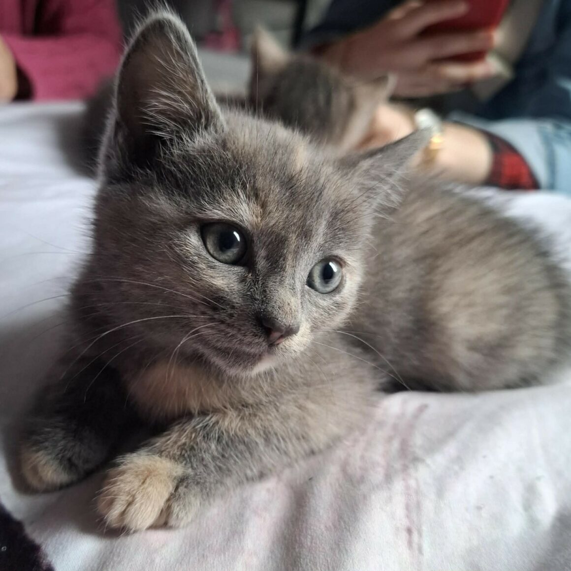 BELYNA chaton réservée
