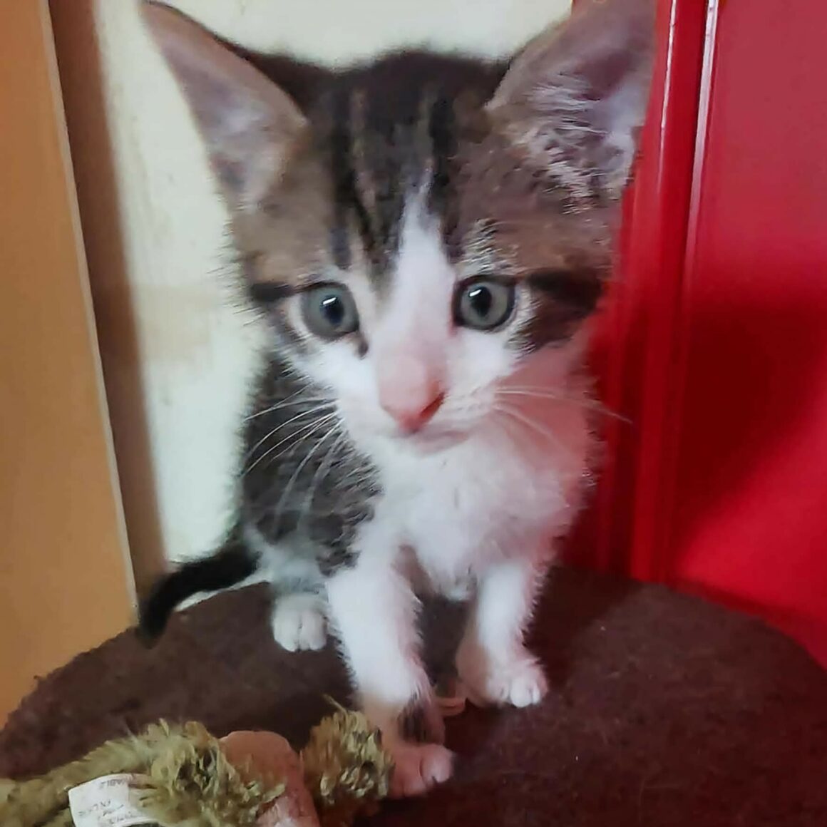 BILBO – chaton