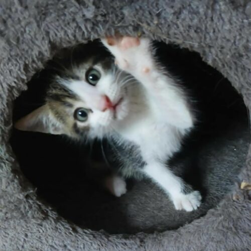 BILBO – chaton