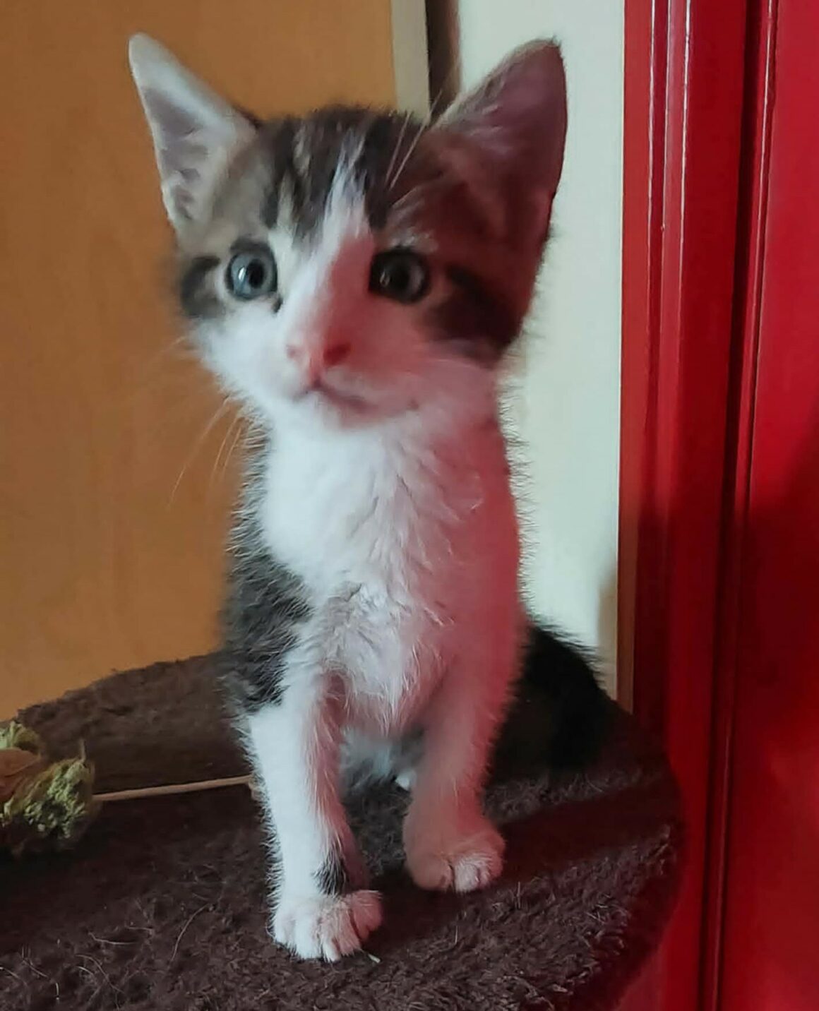BILBO – chaton