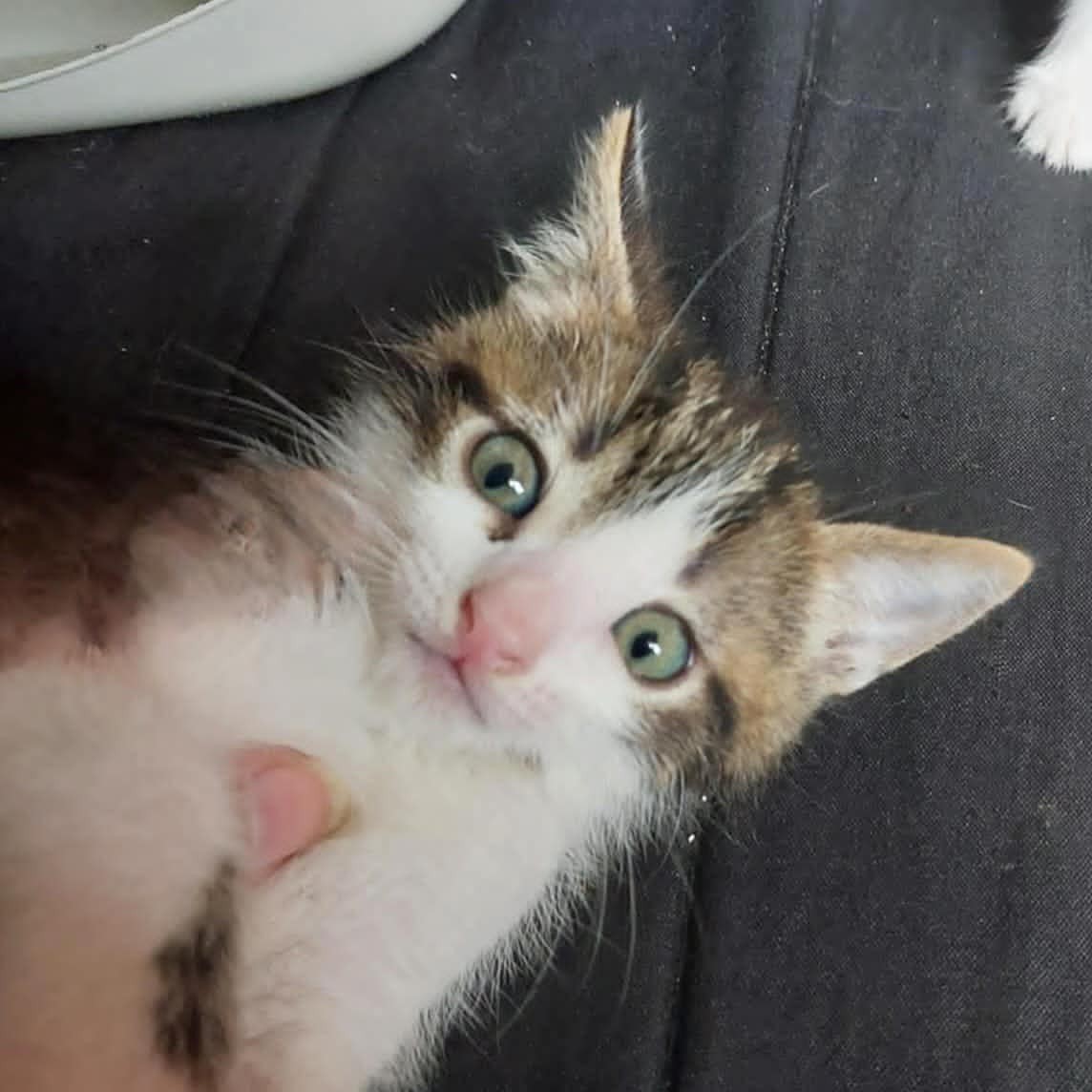 BILBO – chaton
