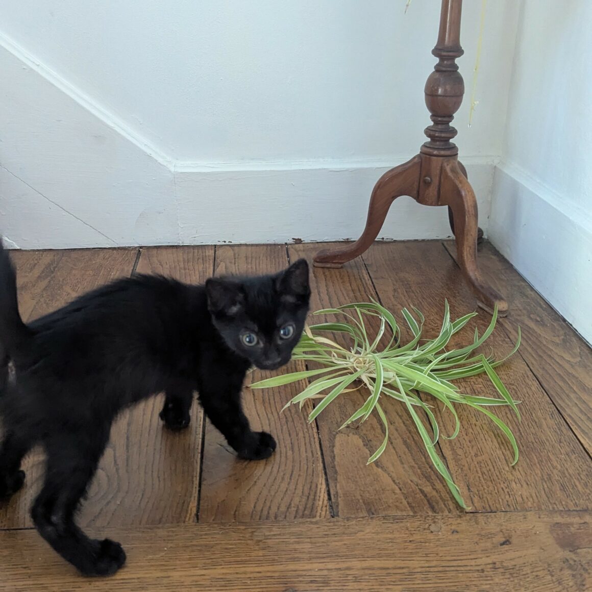 BLANCOTON – chaton