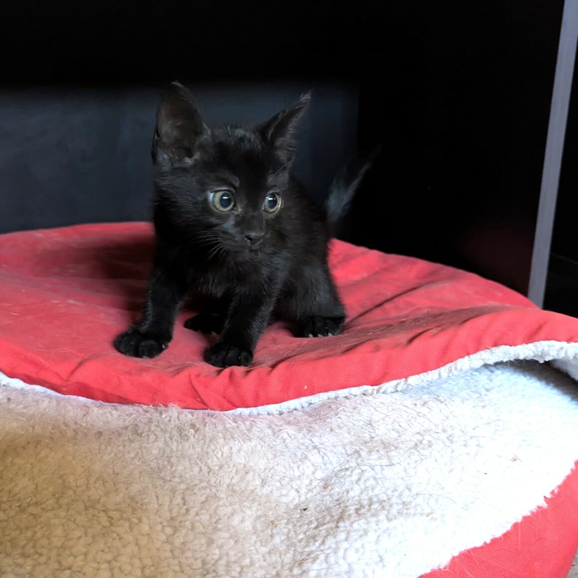 BLANCOTON – chaton