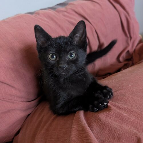 BLANCOTON – chaton