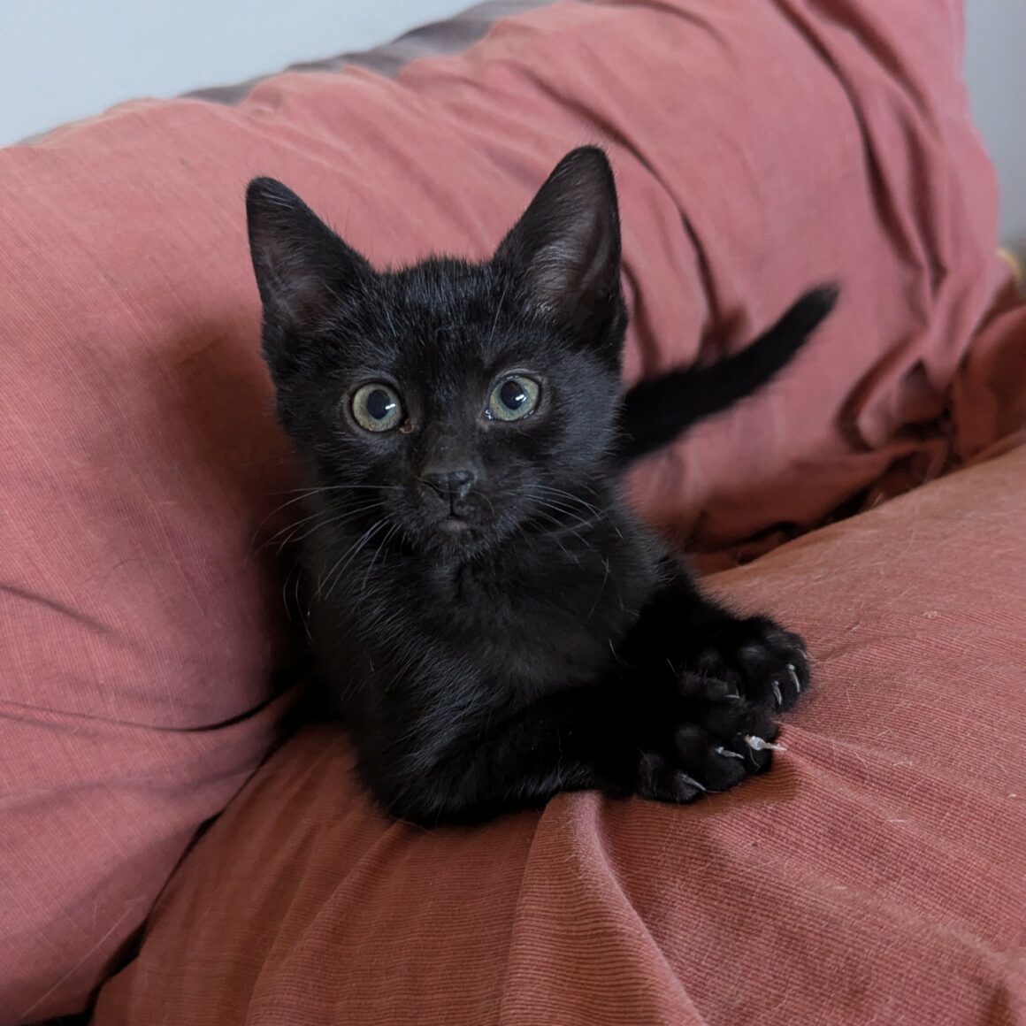 BLANCOTON – chaton