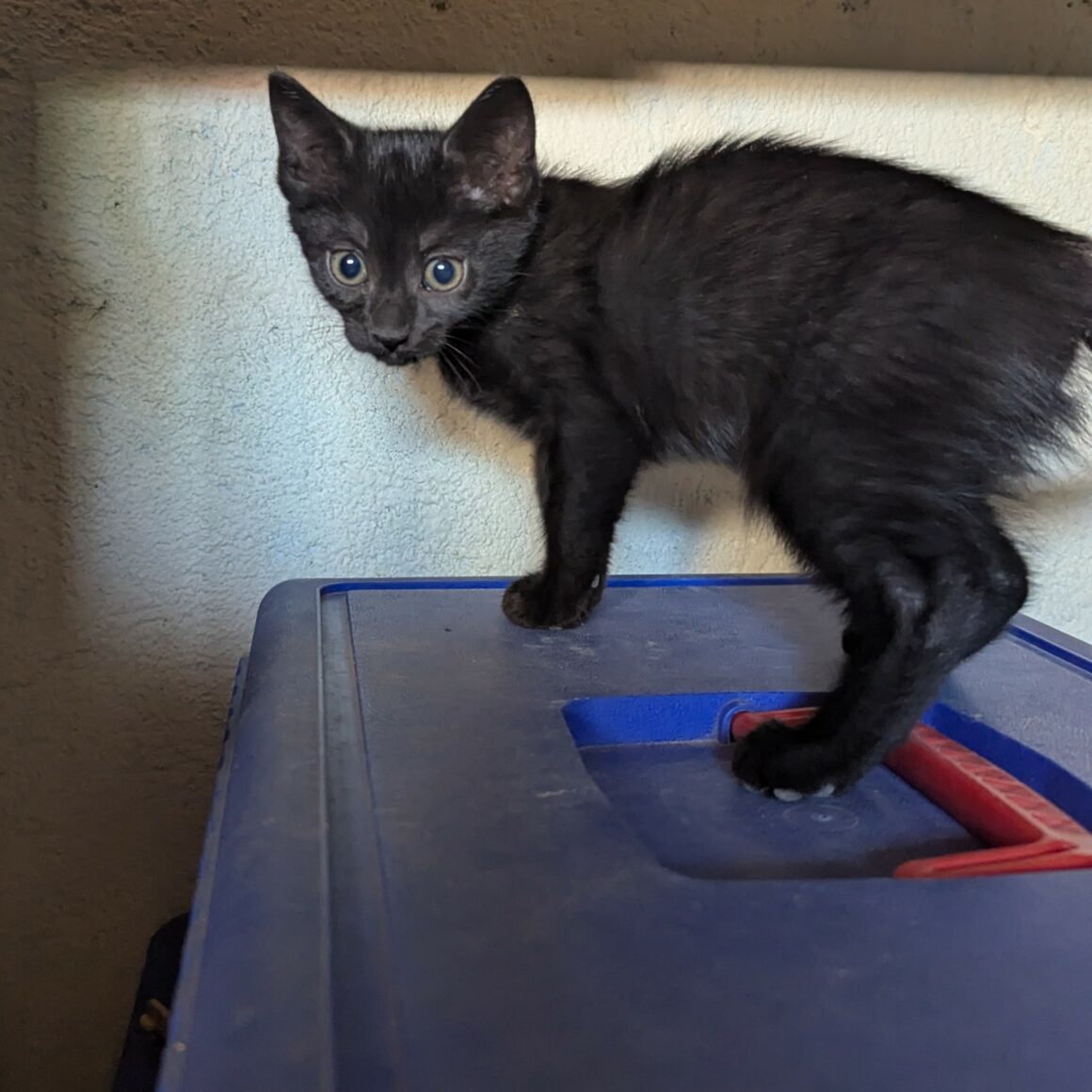 BLANCOTON – chaton