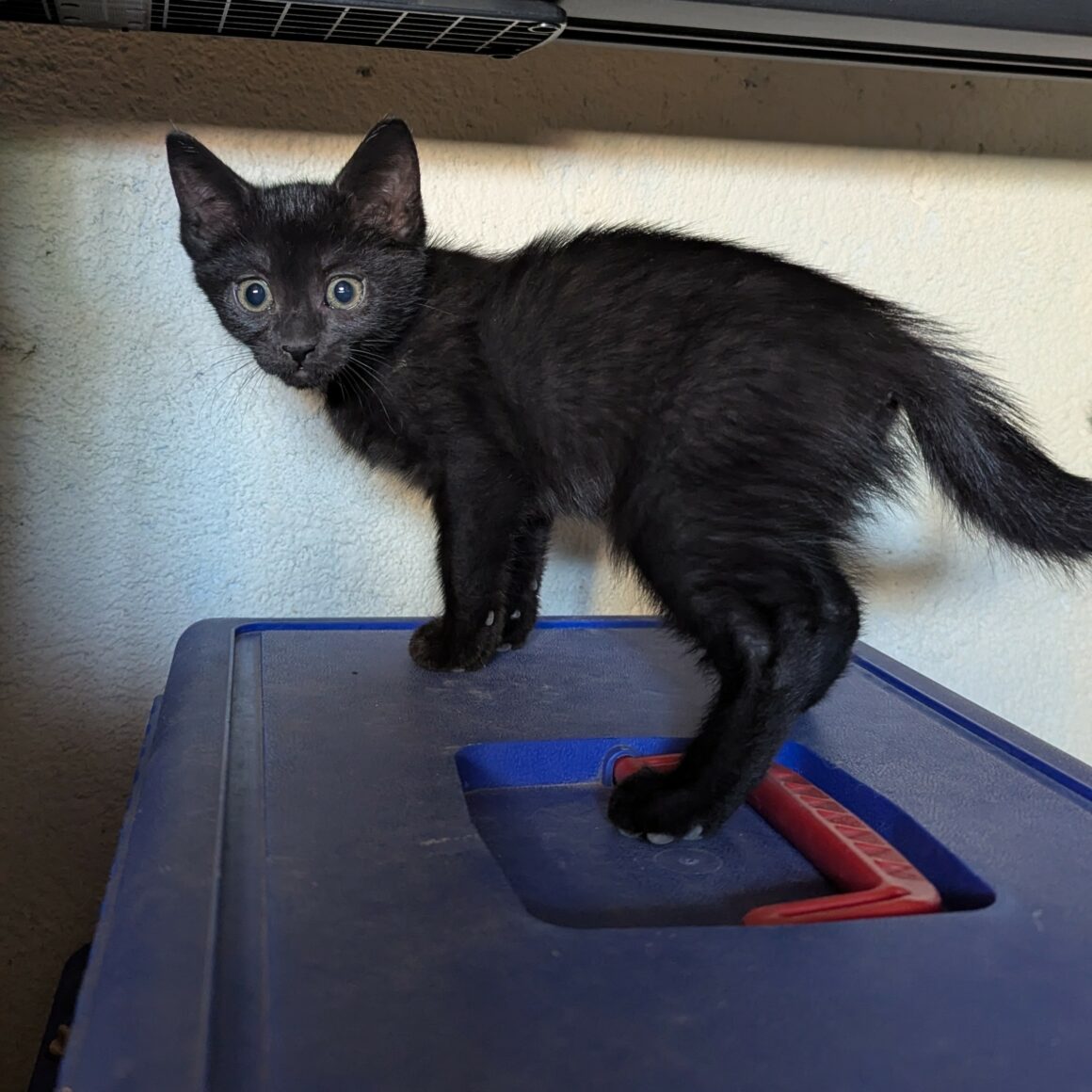 BLANCOTON – chaton