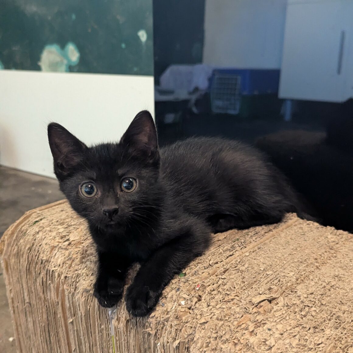 BLANCOTON – chaton