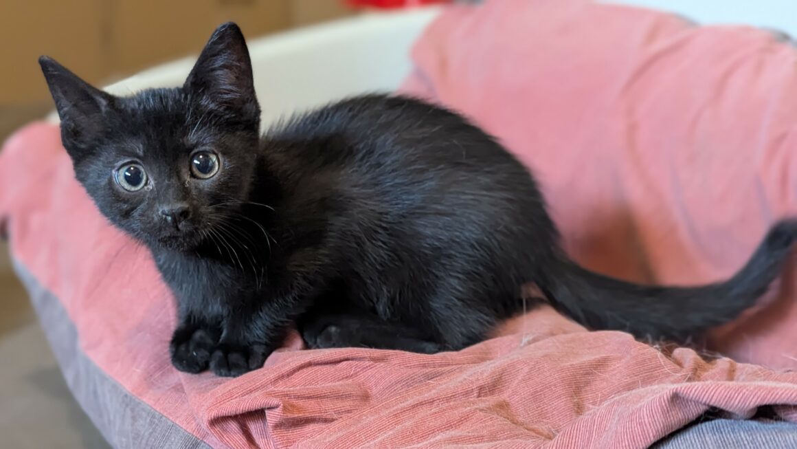 BLANCOTON – chaton
