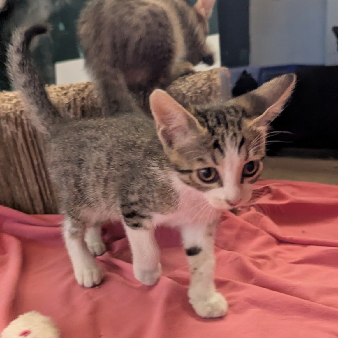 BLINDALYS – chaton