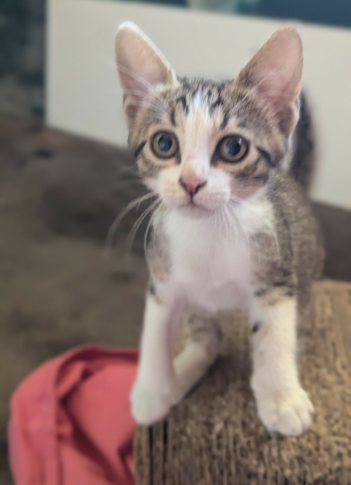 BLINDALYS – chaton