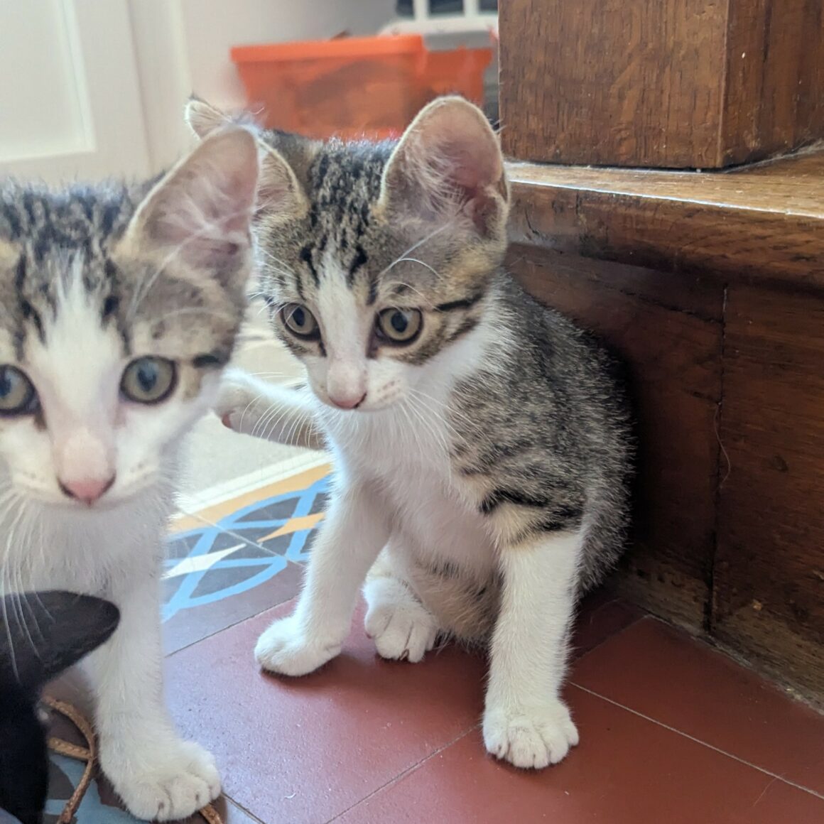 BLINDALYS – chaton