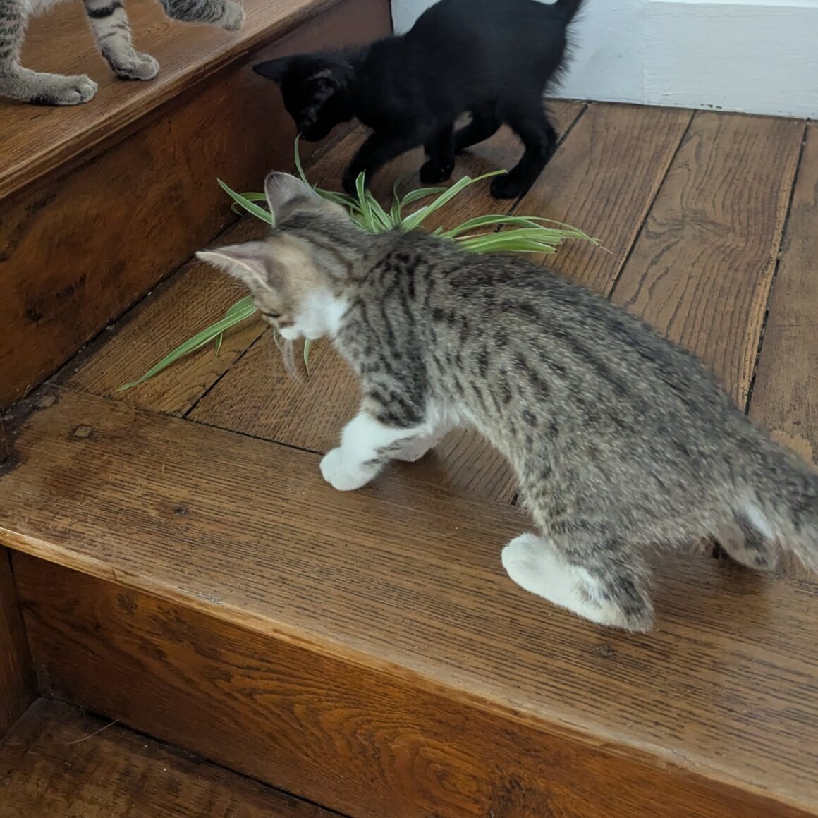 BLINDALYS – chaton