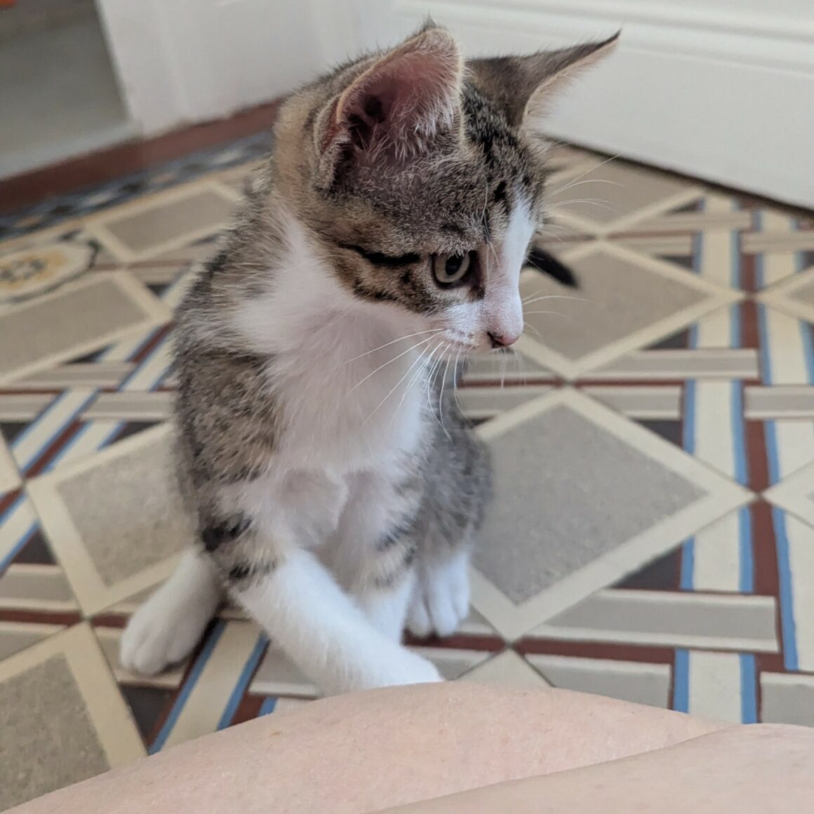 BLINDALYS – chaton