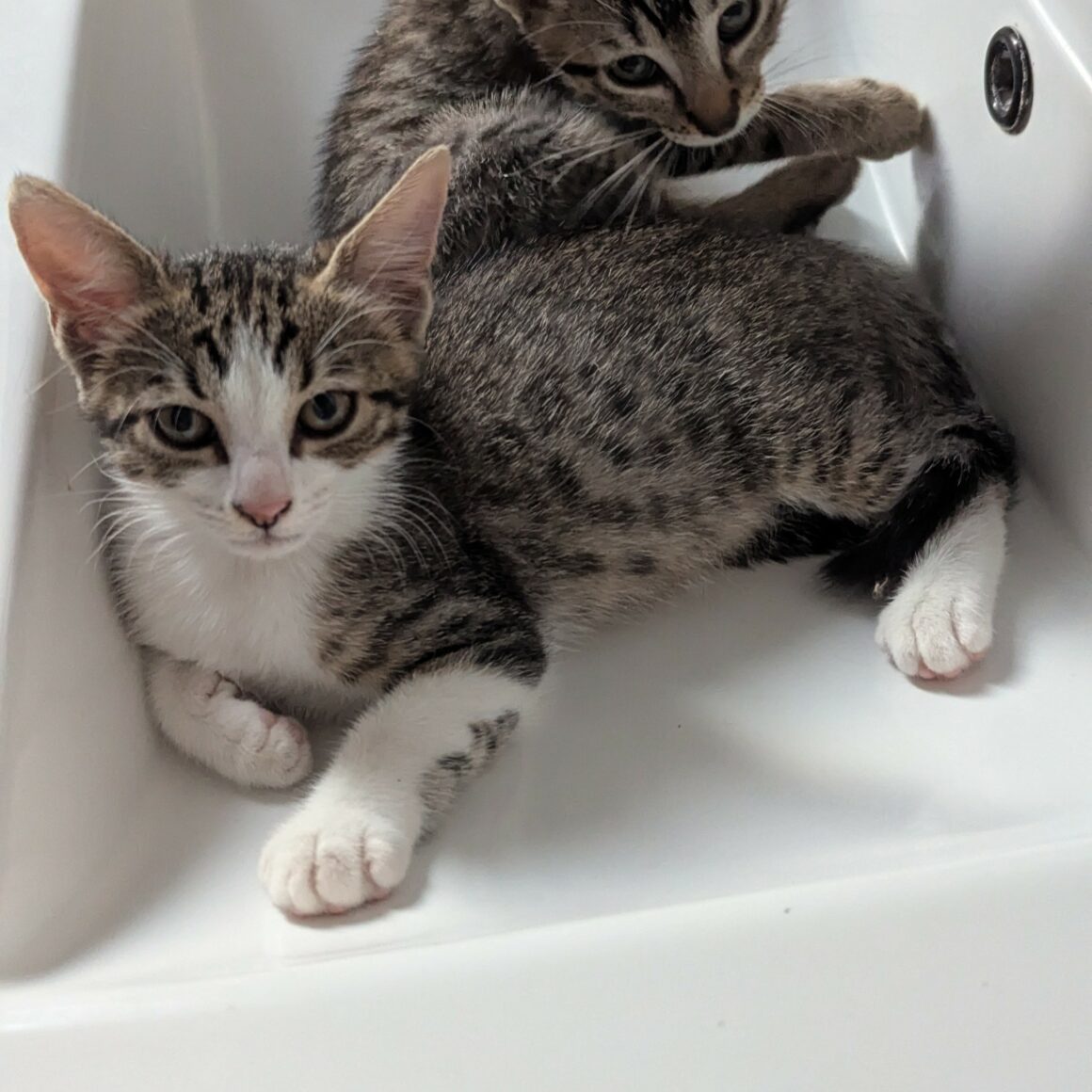 BLINDALYS – chaton