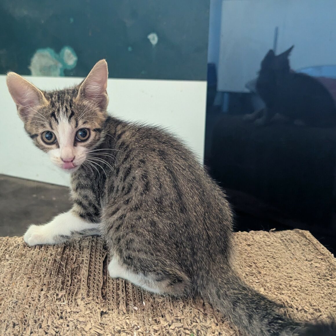 BLINDALYS – chaton