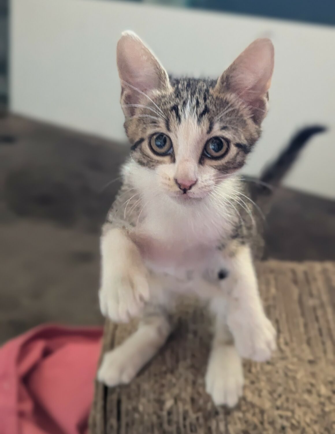 BLINDALYS – chaton
