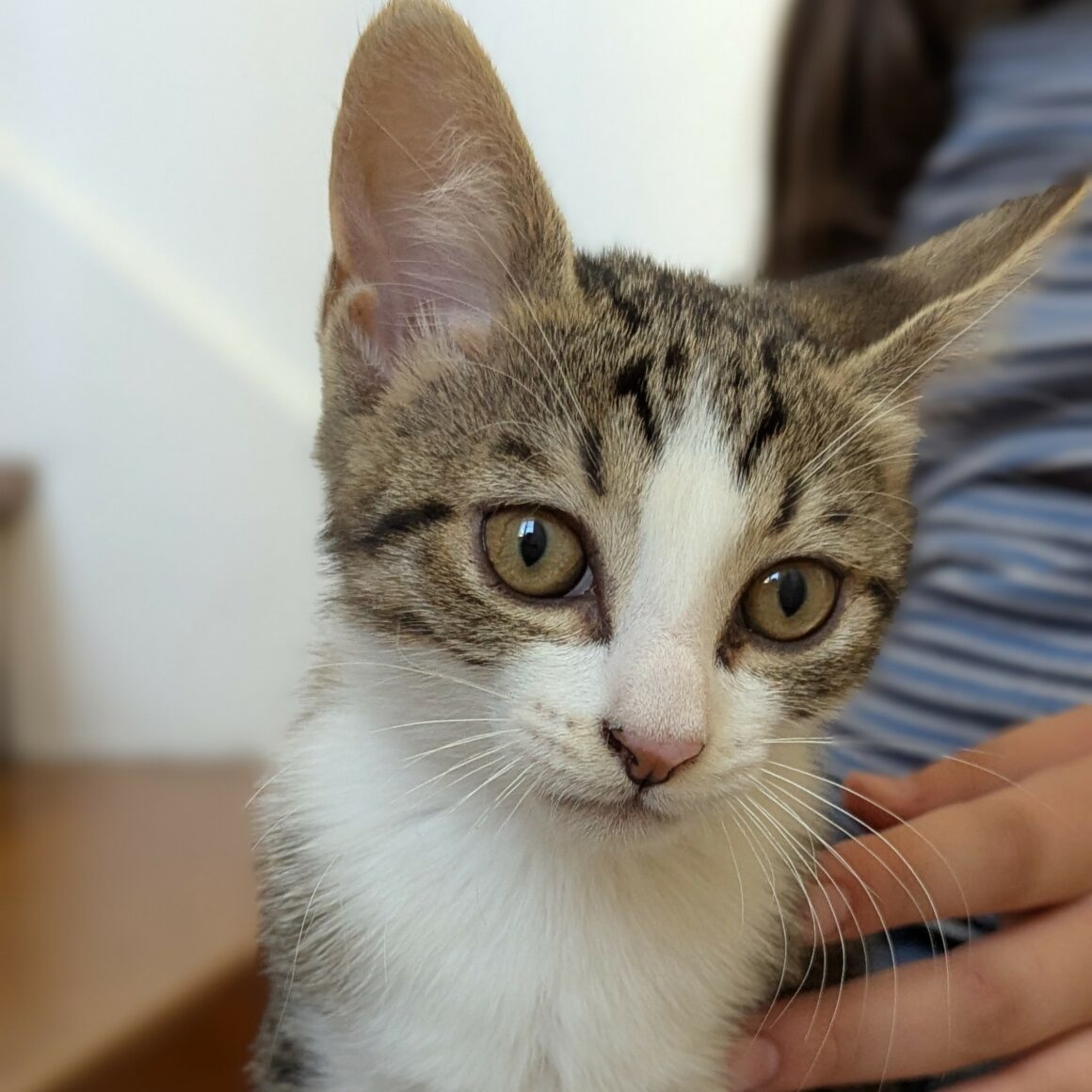 BLINDALYS – chaton adoptée