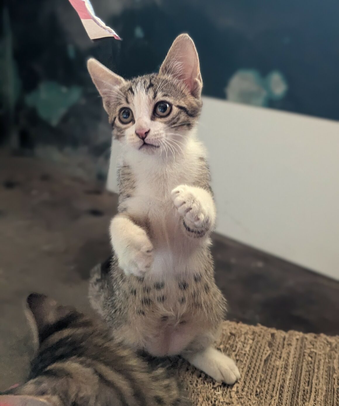 BLINDALYS – chaton
