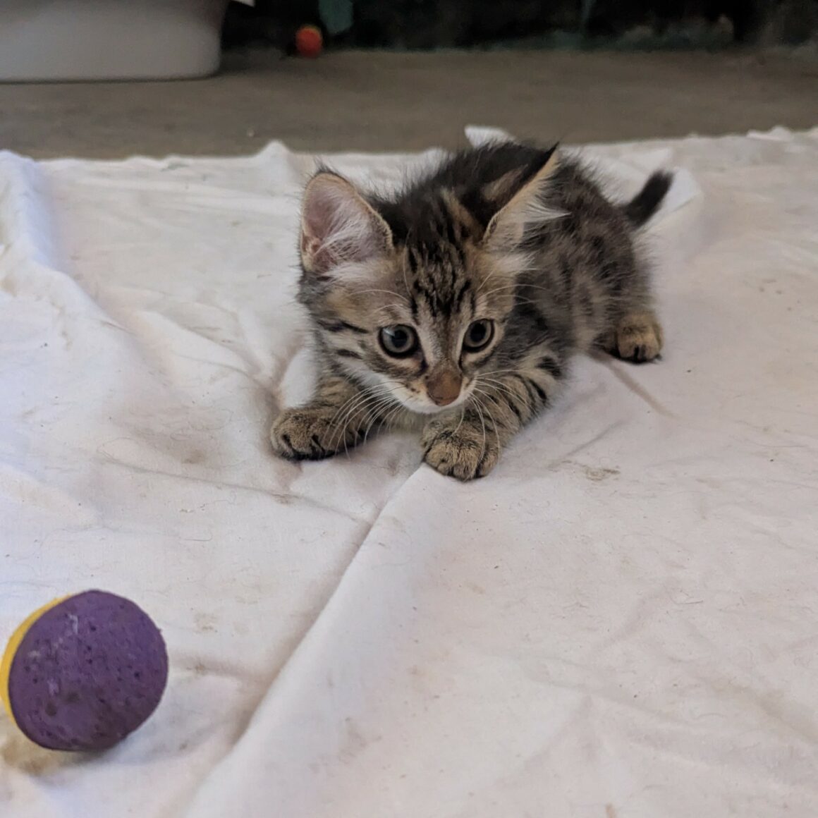 BRANETTE- chaton