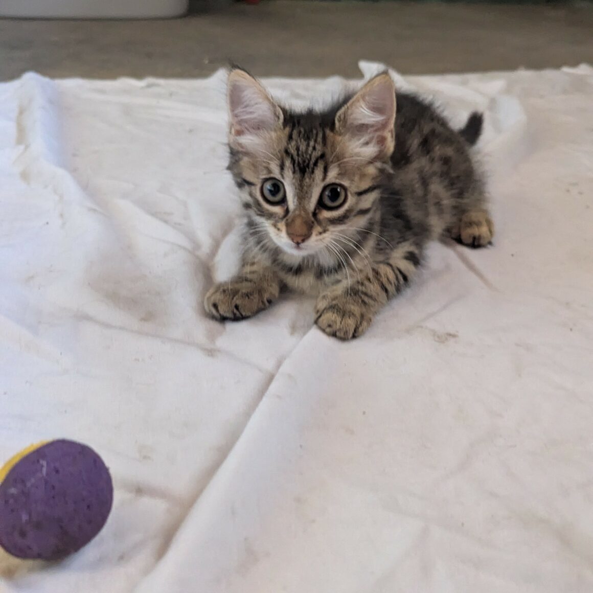 BRANETTE- chaton