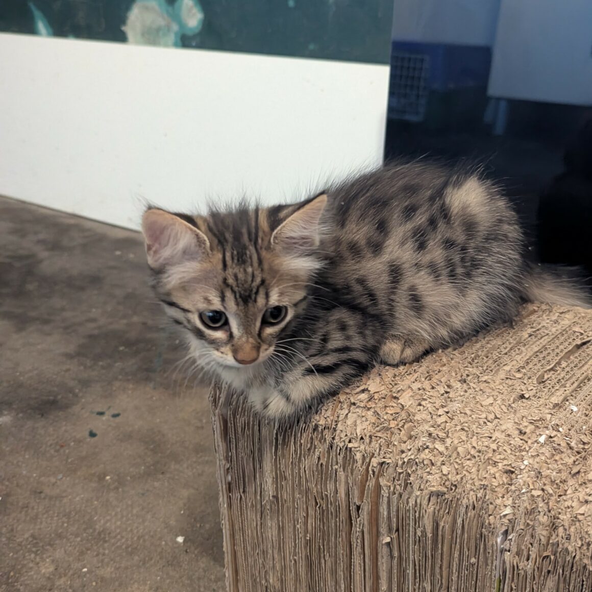 BRANETTE- chaton