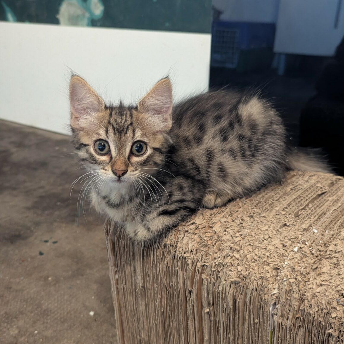 BRANETTE- chaton