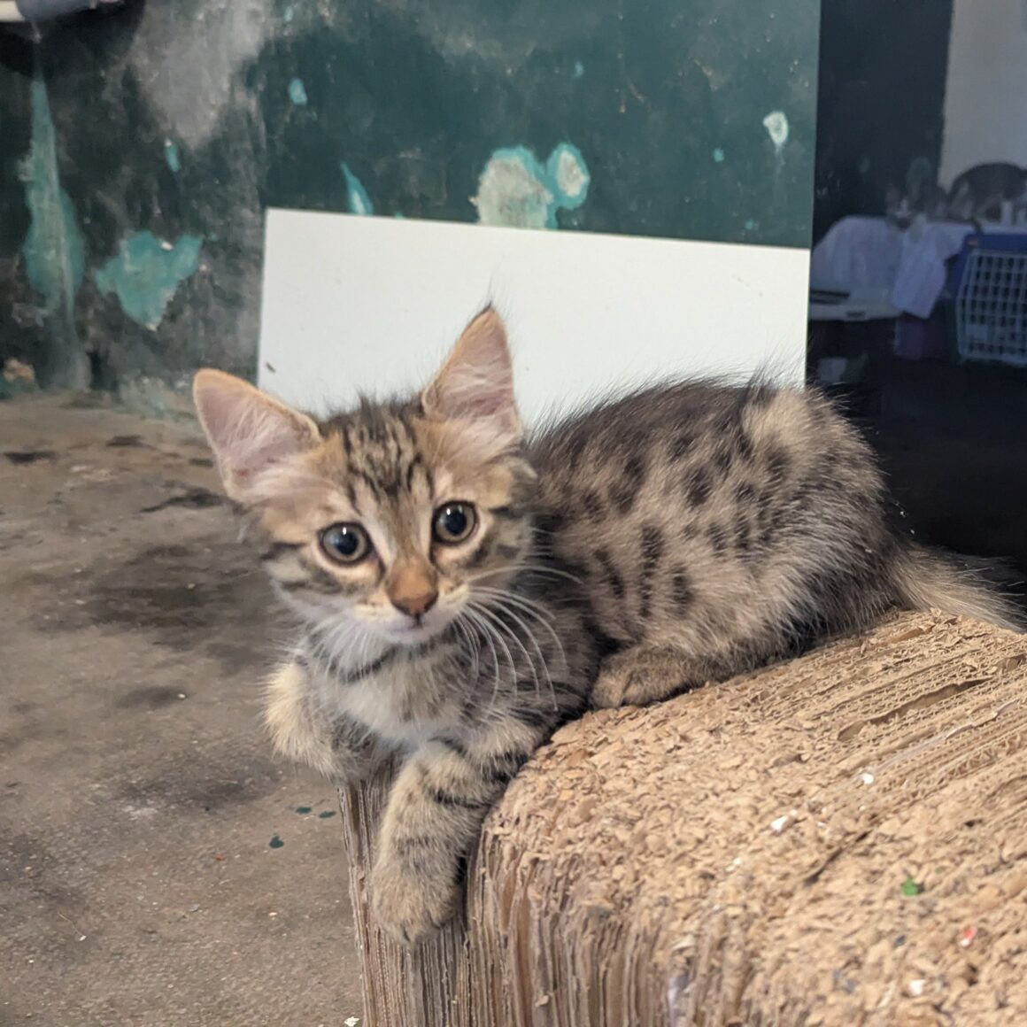 BRANETTE- chaton