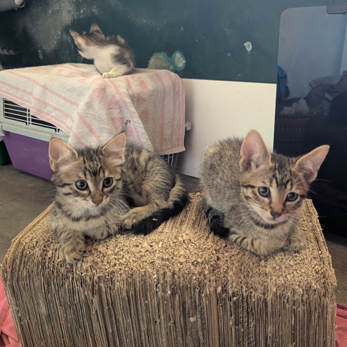 BRANETTE- chaton