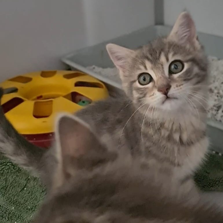 BLUETTE chaton