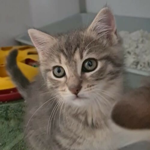 BLUETTE chaton